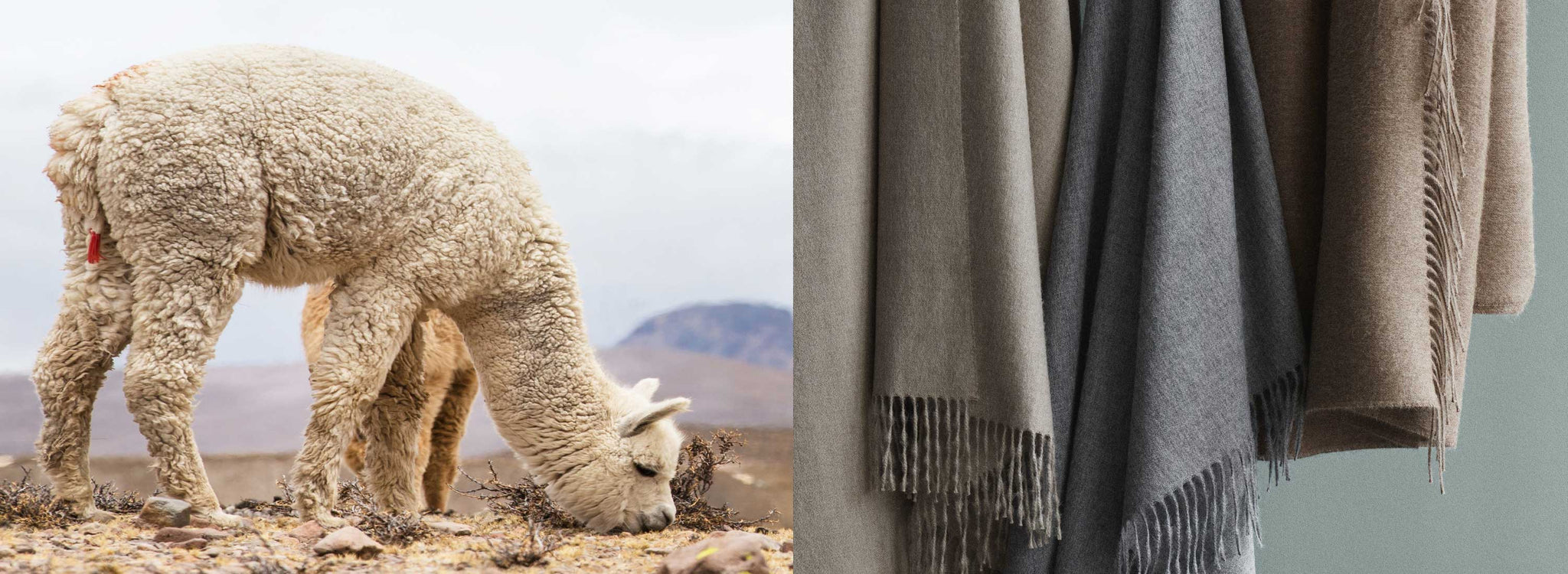 Luxus Alpaka Baby Alpaka Decken Ambientyou