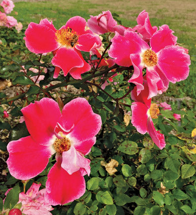 Natchitoches Noisette — Antique Rose Emporium