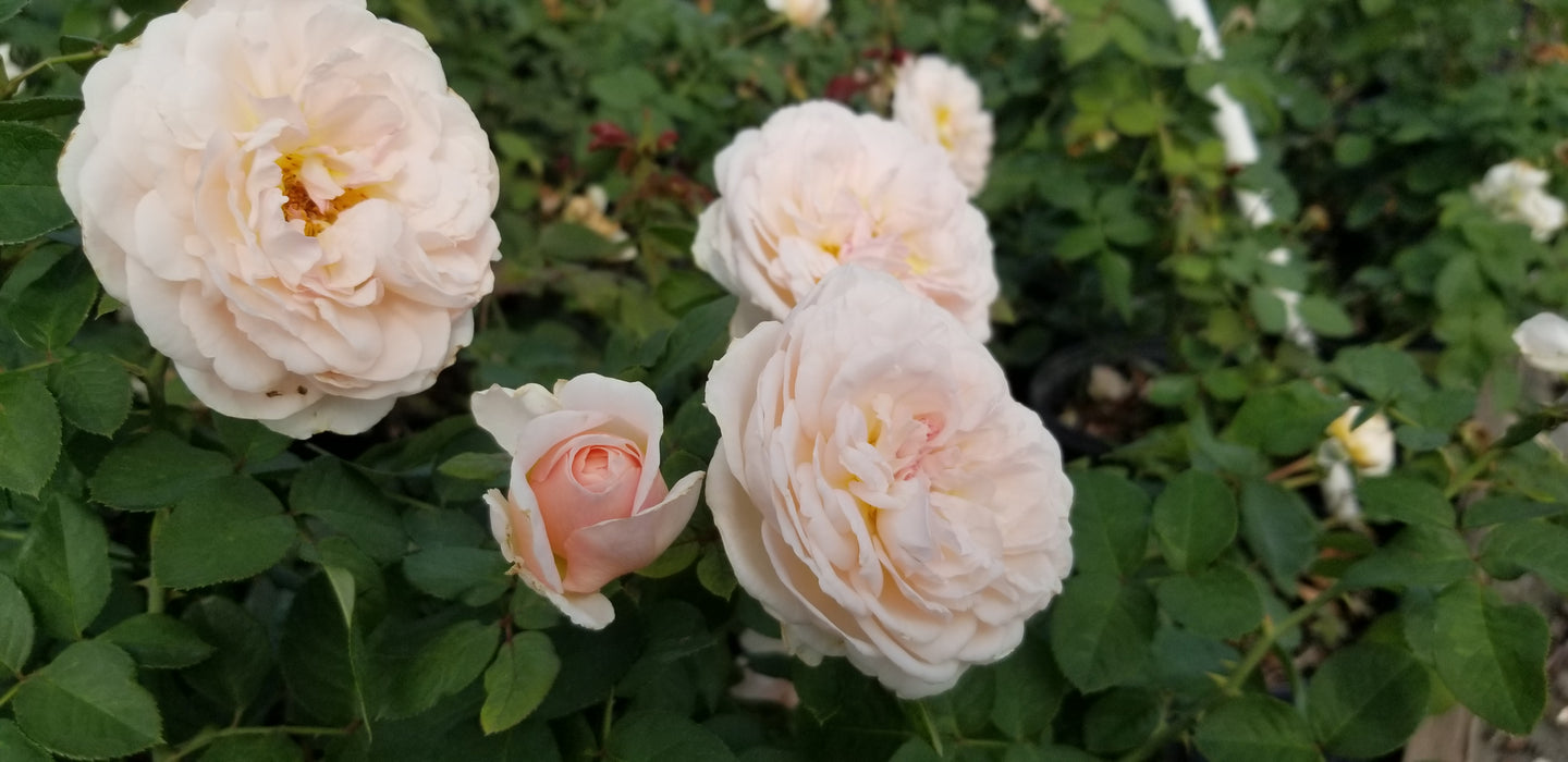 Bliss - Parfuma® — Antique Rose Emporium