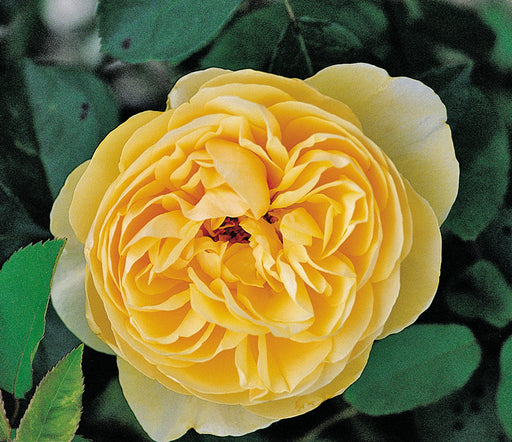 — Antique Rose Emporium
