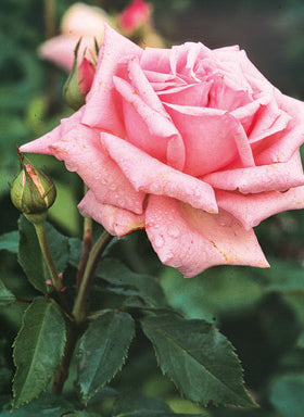 — Antique Rose Emporium