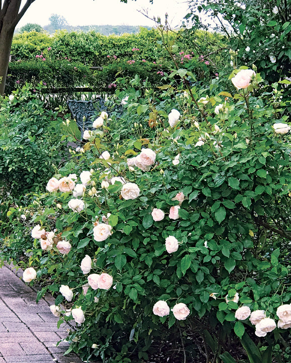 Coquette Des Blanches — Antique Rose Emporium