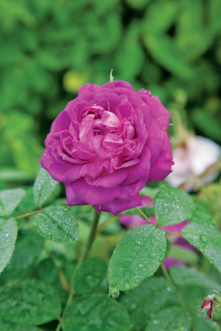 Reine des Violettes — Antique Rose Emporium