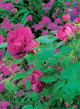 Reine des Violettes — Antique Rose Emporium