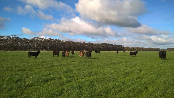 Cattle grazing on pasture with a blue sky