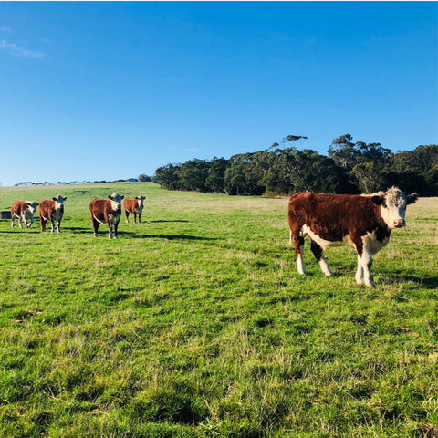 cattle grazing on pasture