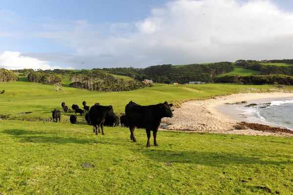 Cattle grazing near a lake