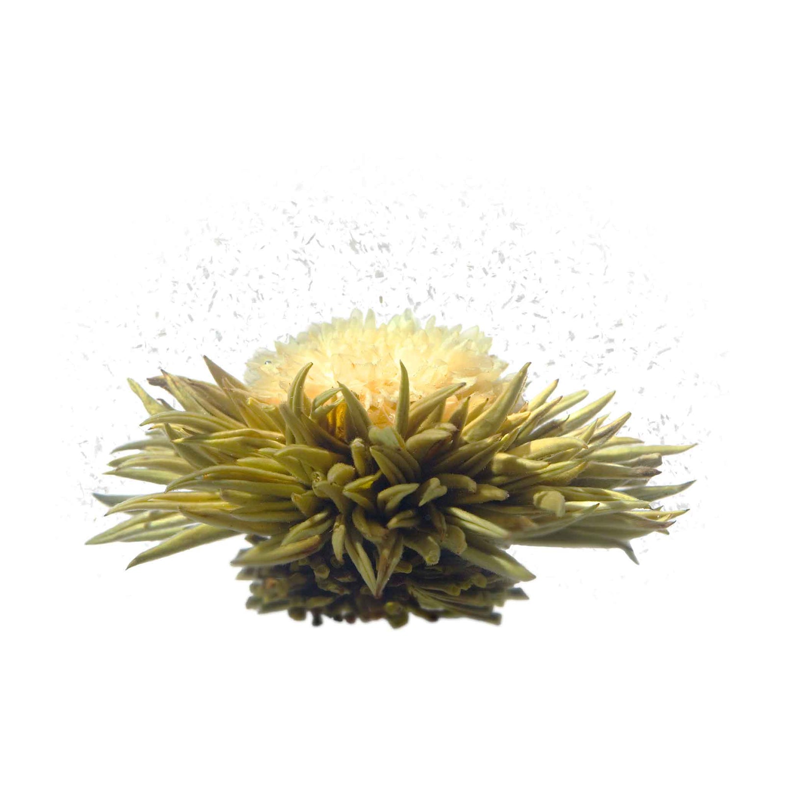 Chrysanthemum Blooming Tea