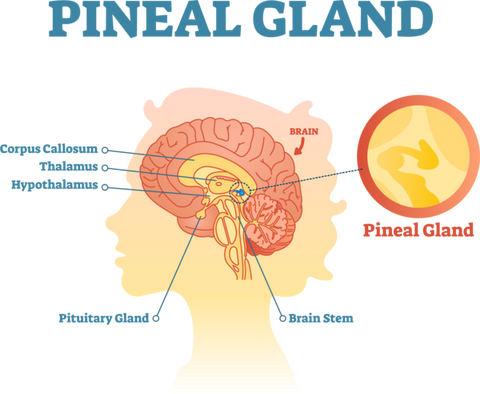 a 2D diagram of a human head, with the brain visible in red and orange. Little markers show where the pineal gland sits in the physical makeup of human brains.