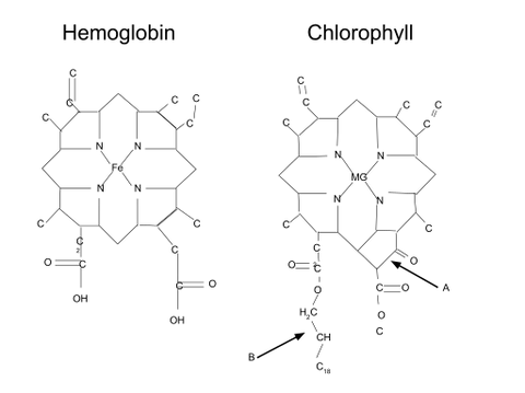 chlorophylle