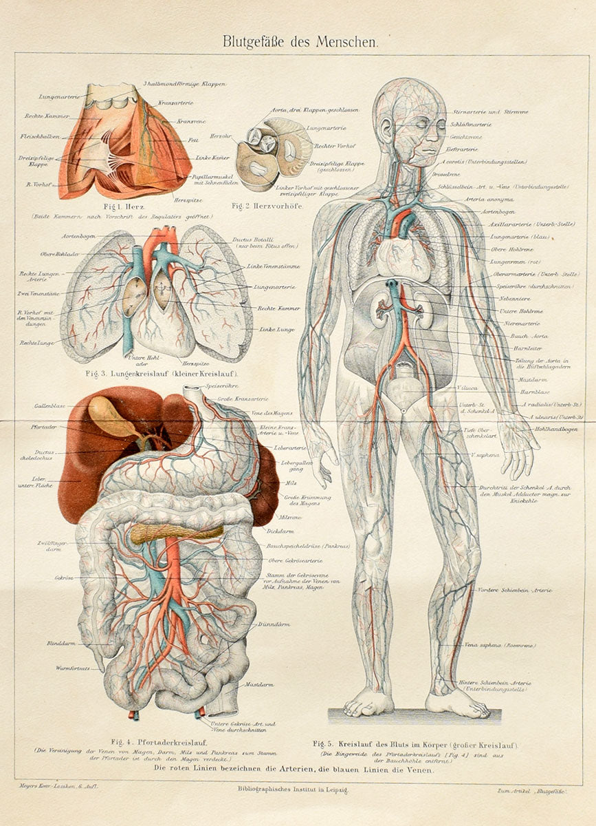 Anatomy - Original Engraving | Gifts for Doctors | Fine Prints ...