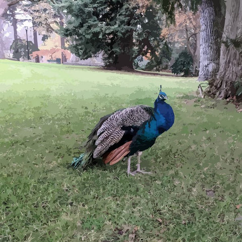 24 colors peacock