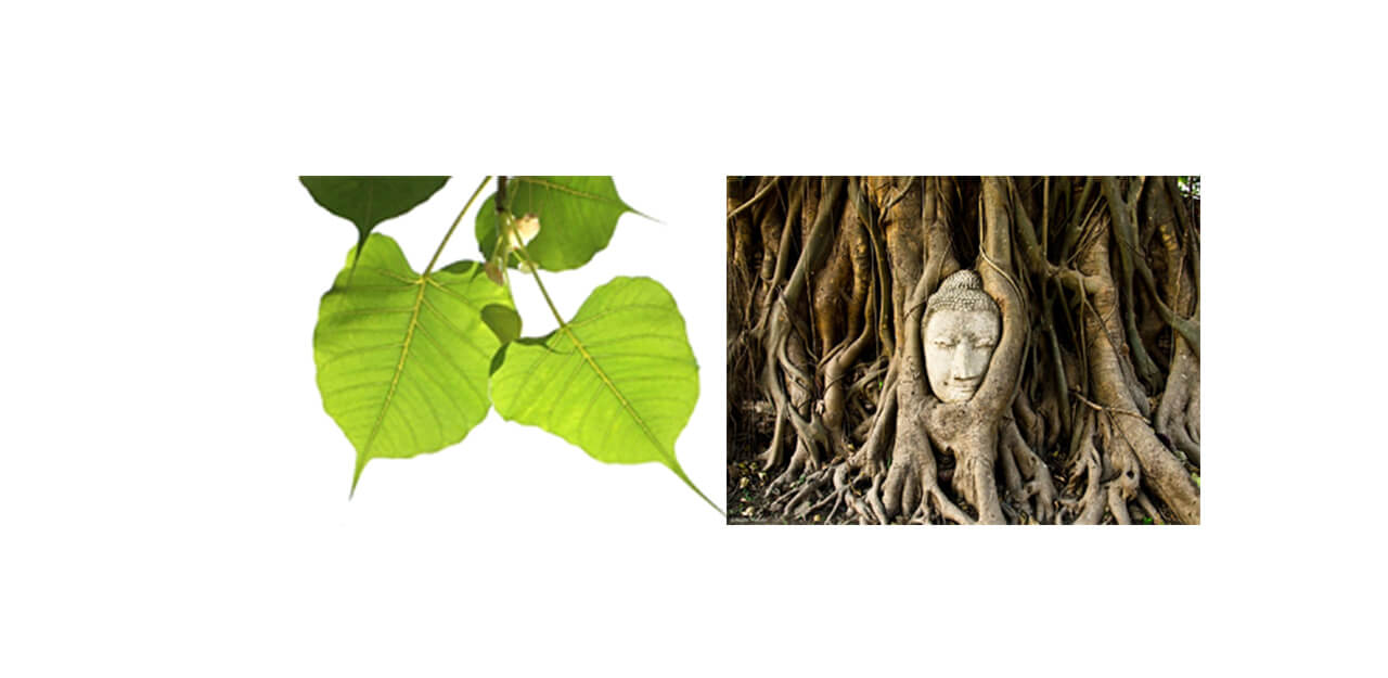 Bedeutung des Bodhi Symbols im Buddhismus