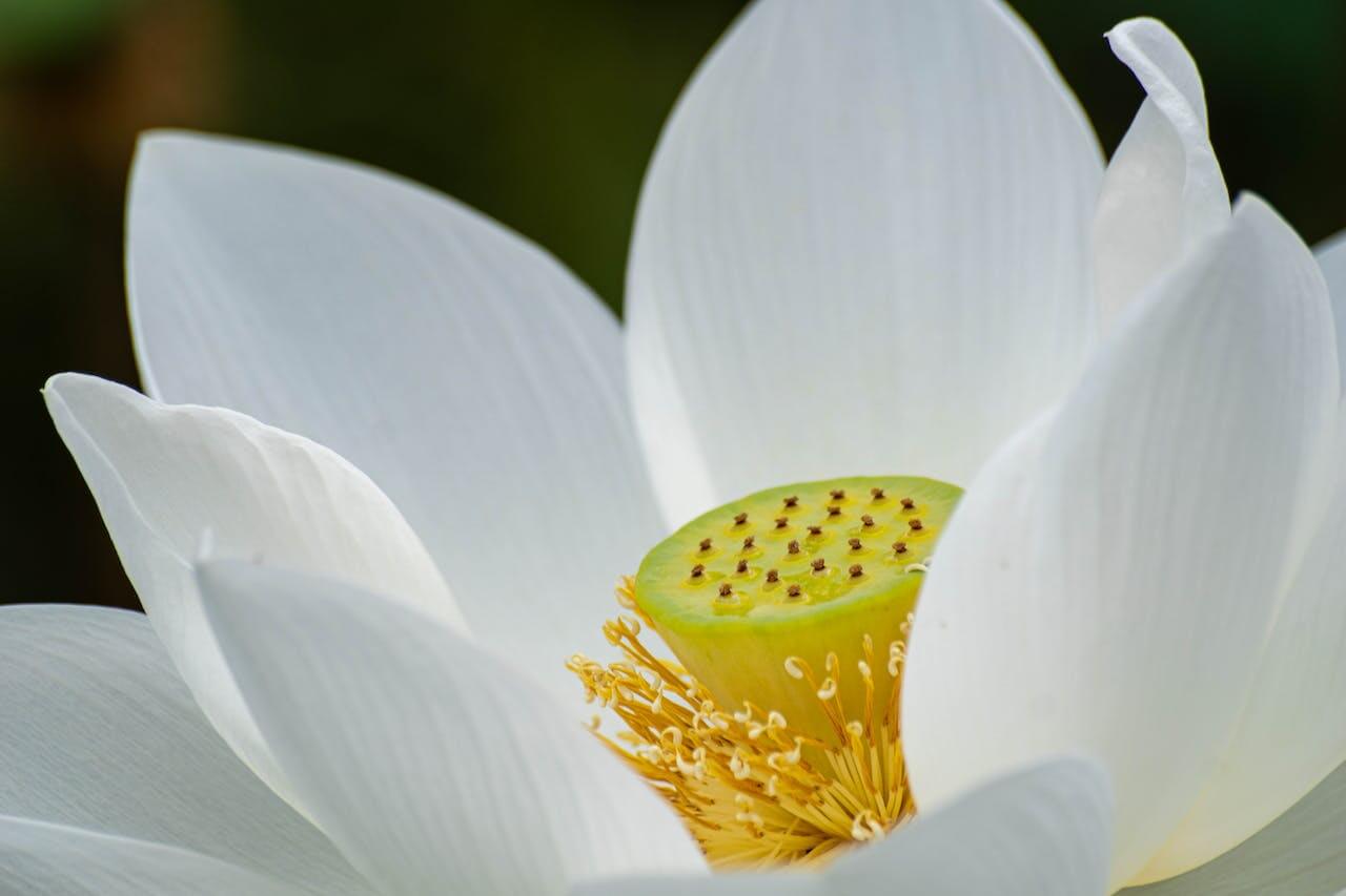 Lotusblume und Ihre tibetische Bedeutung