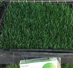 plastic free bluegrass rye grass sod