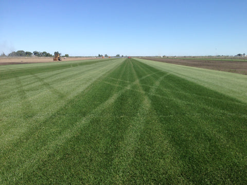 healthy grass lawn