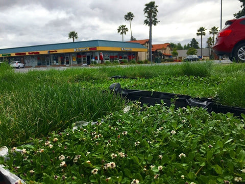 Kurapia Ground Cover Sod and Grass