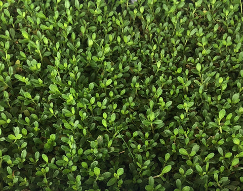 Kurapia sod grass