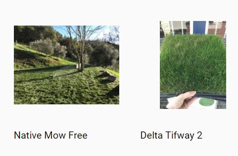 Tifway and Mow Free Sod