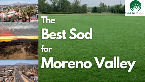 the best sod for Moreno valley