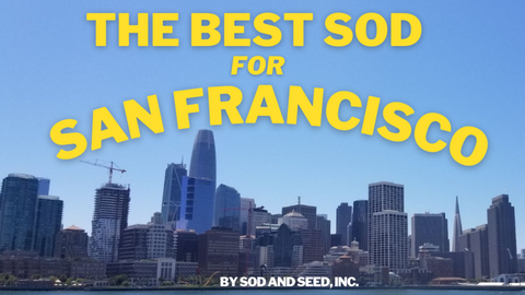 best sod for san francisco