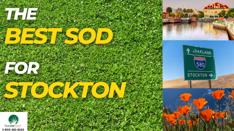 the best grass for stockton