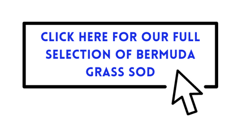 the best bermuda grass sod for ca