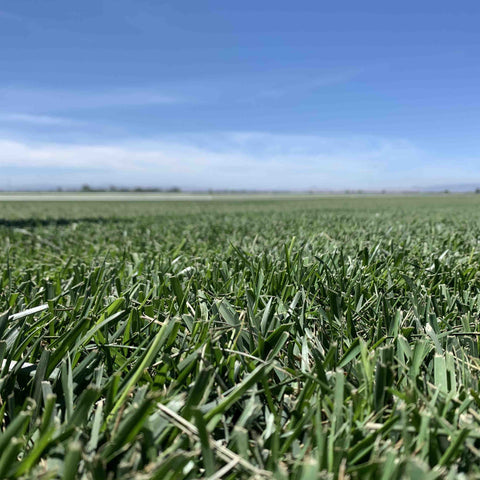 tall fescue sod grass