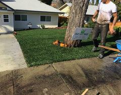 front sod lawn installation