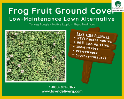 low maintenance lawn alternative