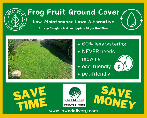 low maintenance lawn alternative