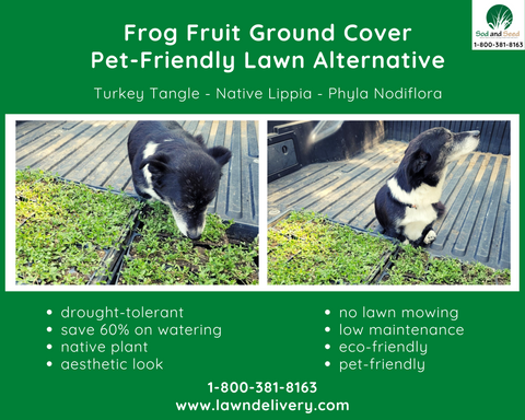 pet-friendly lawn alternative