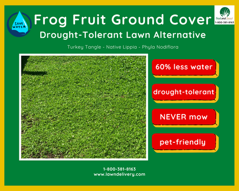 best drought friendly lawn alternative