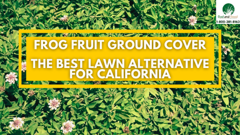 the best lawn alternative for ca