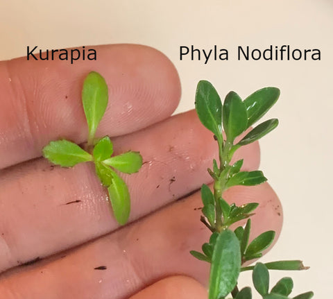 kurapia vs phyla nodiflora