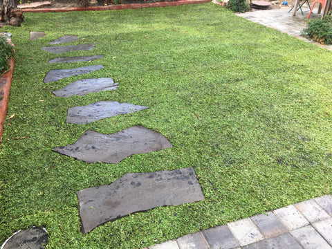 Kurapia lawn with stepping stones