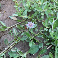 frog fruit ground cover flowering plant