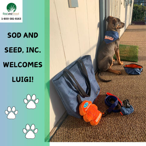 sod and seed pet friendly sod