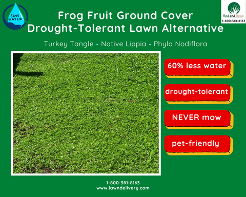 the best drought-tolerant lawn alternative for CA