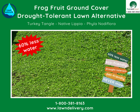 the best drought tolerant lawn alternative for california