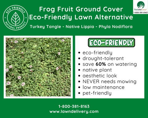 the best eco friendly lawn alternative
