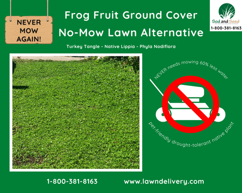 the best no-mow lawn alternative for california