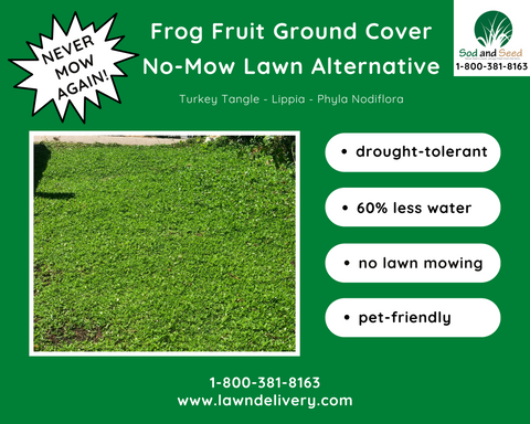 the best no mow lawn alternative for california