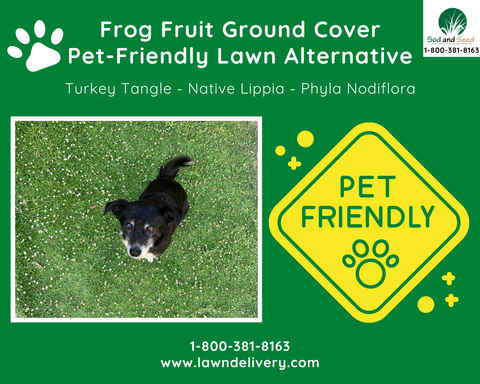 the best pet friendly lawn alternative