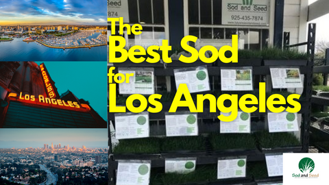 the best grass for los angeles county