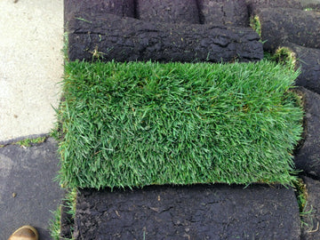 Hybrid tall fescue sod roll showing grass blades