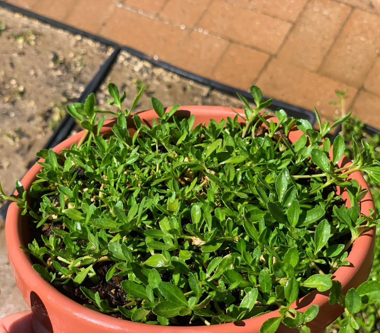 California Phyla Nodiflora Native Ground Cover – Sod and Seed, Inc.