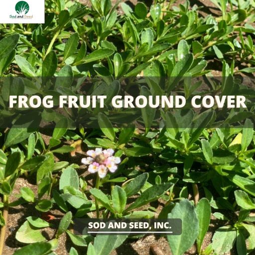 Frog Fruit Ground Cover 2022 – Sod and Seed, Inc.