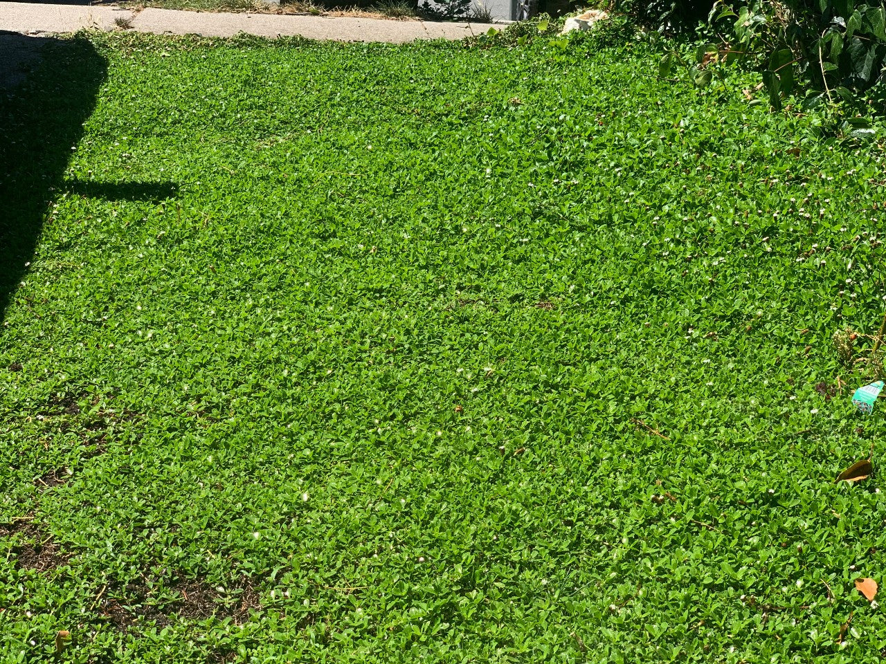 Is Kurapia Ground Cover Dog Friendly? – Sod and Seed, Inc.