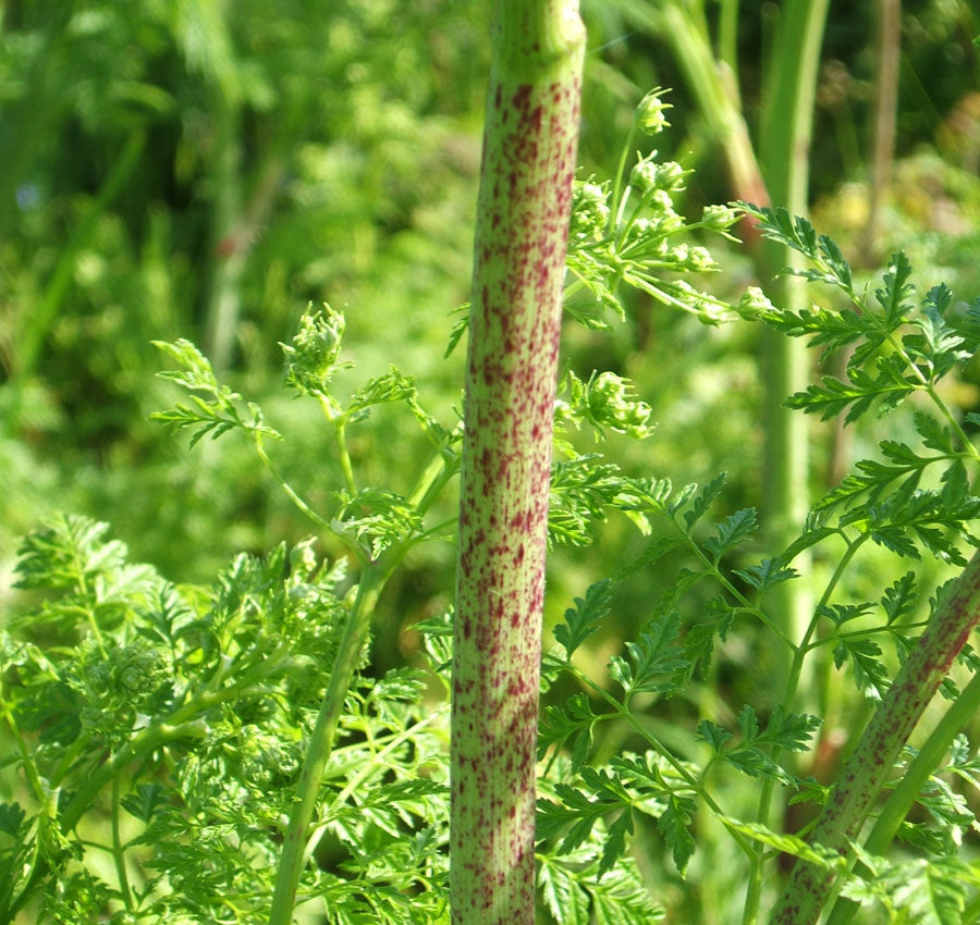 Conium maculatum, Poison Hemlock